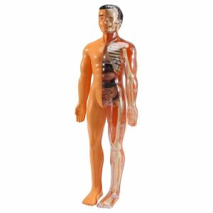 Science & Technology | 3D Human Body Anatomy Model Plastic Diy Skeleton Toy Science Early Learning Aids Educational Toys Learning & Education Science & Technology