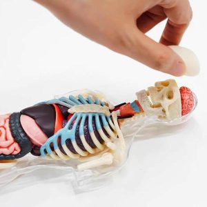 Science & Technology | 4D Human Anatomy Deluxe 8 Inch Transparent Torso Model Educational Assembly Learning Diy Toy Learning & Education Science & Technology