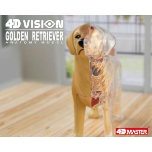 Science & Technology | 4D Vision Golden Retriever Organ Anatomy Model Sea Animal Puzzle Toys For And Medical Students Veterinary Teaching Model Learning & Education Science & Technology