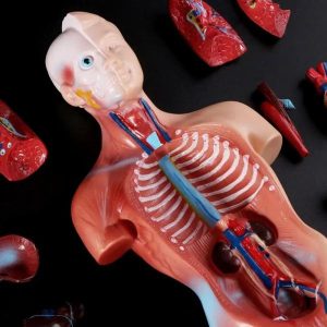 Science & Technology | Anatomy Anatomical Medical Human Body Model Internal Organs 15Parts Removable Kits For Education 28Cm As Gifts Learning & Education Science & Technology