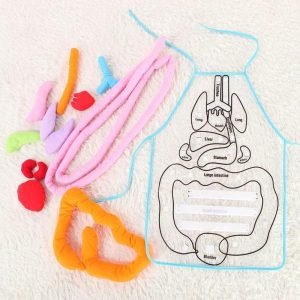 Science & Technology | Educational Insights Toys For Anatomy Apron Human Body Organs Awareness Preschool Science School Teaching Aids Tool Learning & Education Science & Technology