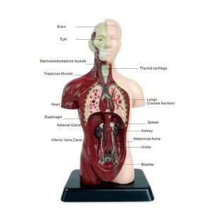 Science & Technology | Human Body Model For 6 Parts Anatomy Doll Pvc Education Organs Model Perfect For Students Science Learning School Teaching Learning & Education Science & Technology