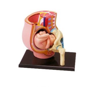 Science & Technology | Mini Human Uterus Model Assembly Human Anatomy Model Medicine Education Human Medicine Auxiliary Science Toy Learning & Education Science & Technology