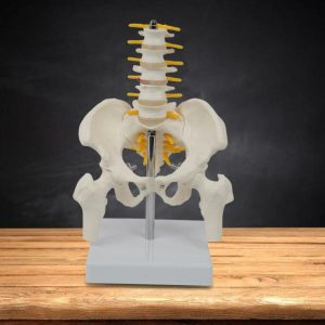 Science & Technology | Pvc Human Pelvis With Vertebrae Teaching Equipment Detachable Educational Toy Life Size Medium Spine Science & Technology